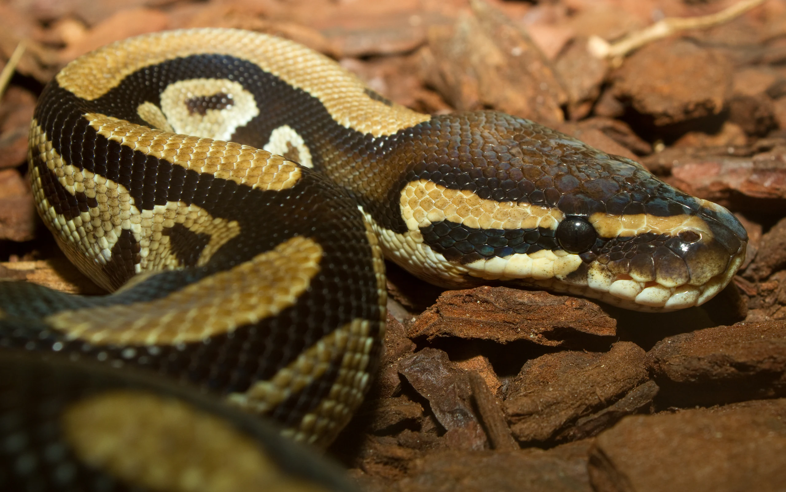 Royal python resting on bark