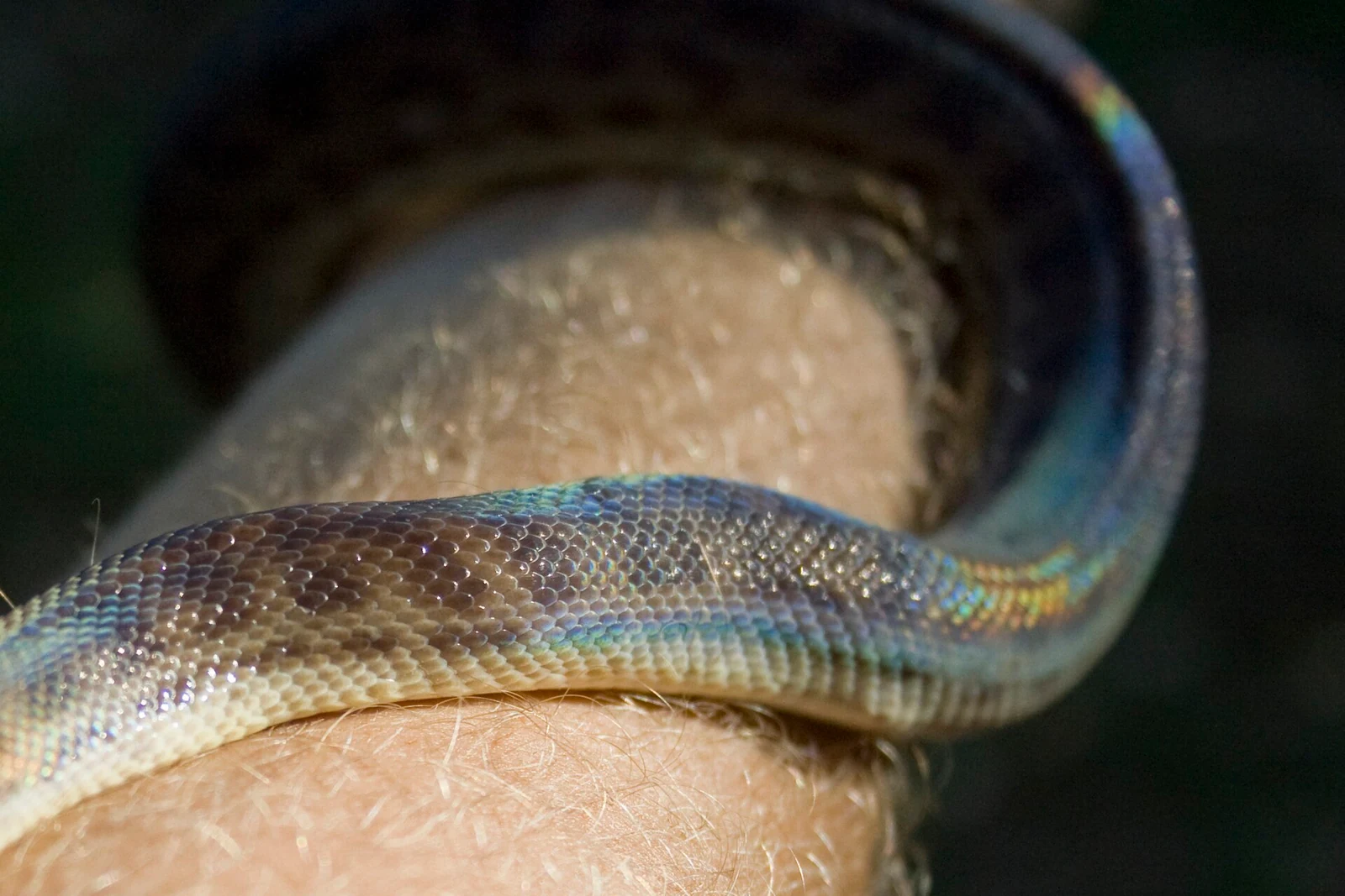Children's python, photograph 3