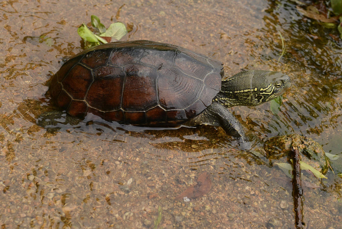 Reeves's turtle, photograph 3