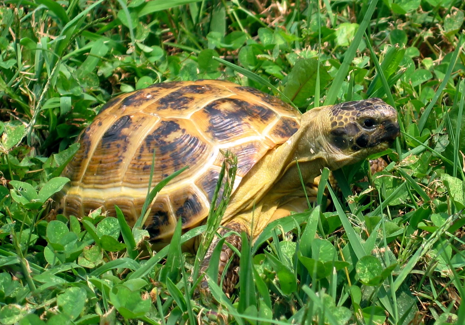 Russian tortoise, photograph 1